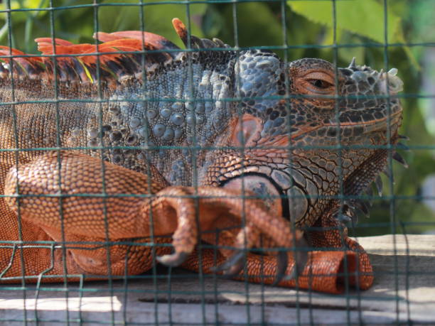 istock Graceful Iguana: Majestic Reptile in its Natural Habitat 1496268503
