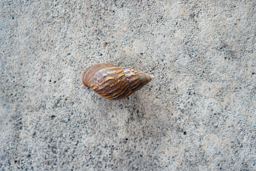 The photo shows a snail hiding in a shell on a concrete driveway in the backyard.