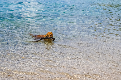 Corsica, France, a happy King Charles dog bathing in transparent turquoise water on a beautiful beach in summer