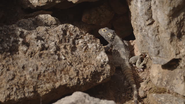 Camouflaged Agama Lizard Hiding in the Rocks at Sunset