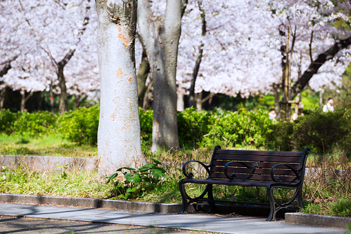 Cherry blossoms in Utsubo Park, Osaka
