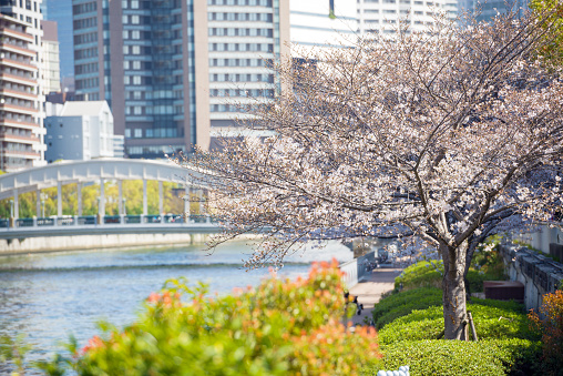 Cherry blossoms in Nakanoshima, Osaka
