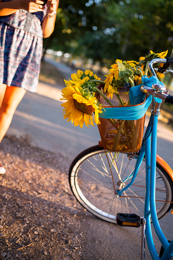Beautiful sunflowers on a bicycle's basket