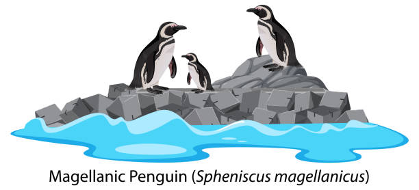 Magellanic penguin cartoon on the rock Magellanic penguin cartoon on the rock illustration magellanic penguin stock illustrations