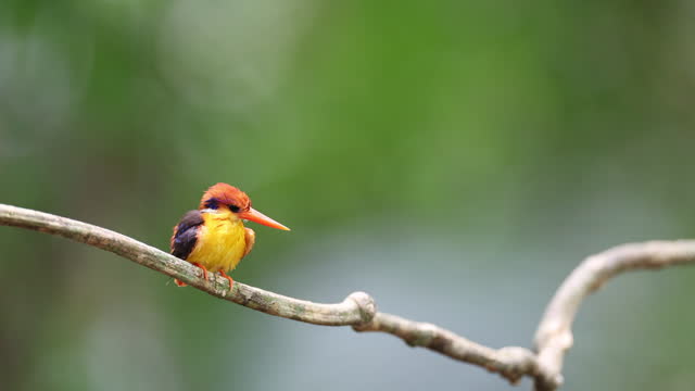 Kingfisher bird : adult Black-backed kingfisher (Ceyx erithaca). also known as Oriental dwarf kingfisher or three-toed kingfisher.
