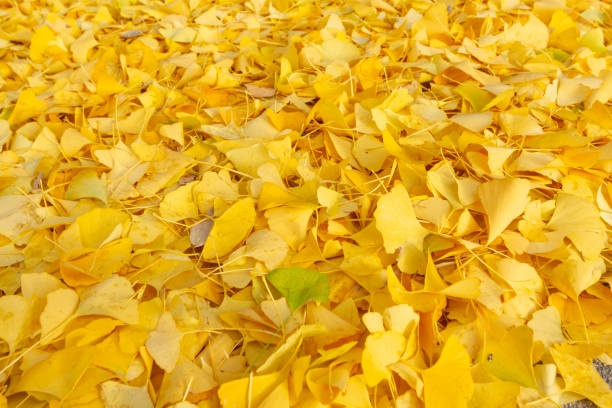 落ちたイチョウの葉の絨毯