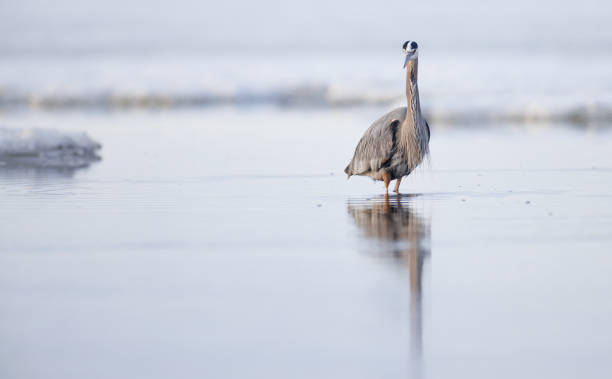 istock A great blue from a front view standing in icy water 1496275902