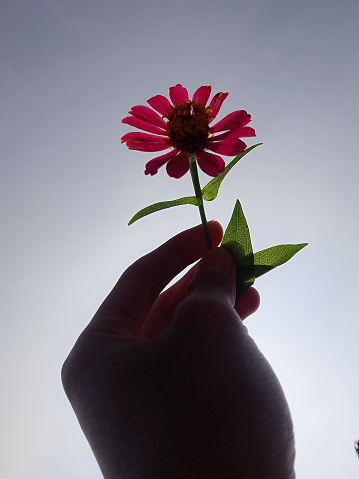 holding a zenia flower