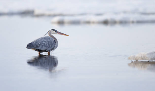 istock A great blue heron stealths through the water 1496276306