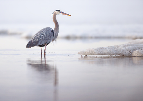 A great blue heron stands still in icy waters of a partially thawed lake