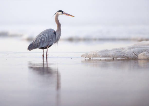 A great blue standing in the icy waters of a still thawing lake A great blue heron stands still in icy waters of a partially thawed lake blue heron stock pictures, royalty-free photos & images