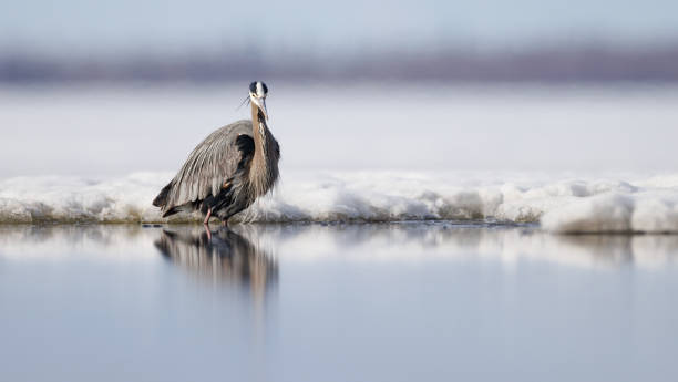 istock A great blue heron waiting along the ice flow 1496277359