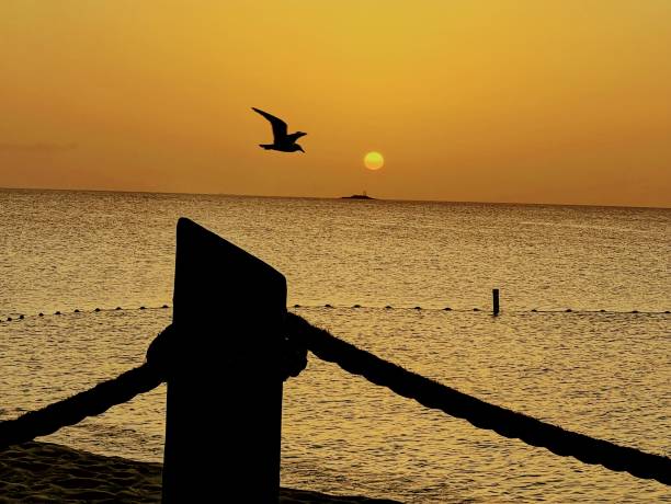 istock Sea Gulls and Sunset By The Lighthouse 1496278908