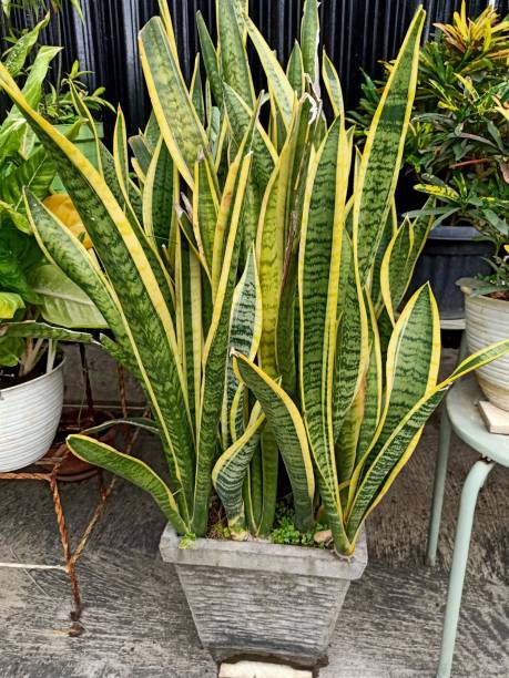 istock Close up of snake plant 1496279252