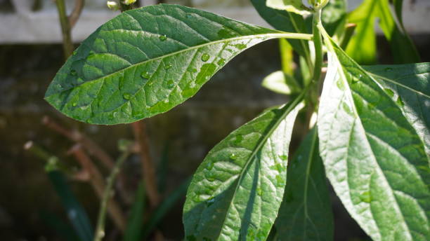 Close up of green African leaves or Vernonia amygdaline. This plant can be found in the yard, along rivers and lakes, on the edge of forests, and in tropical climate grasslands can use as herb medicine primer plano de hojas verdes africanas o vernonia amygdaline. esta planta se puede encontrar en el patio, a lo largo de ríos y lagos, en el borde de los bosques, y en los pastizales de clima tropical se puede utilizar como medicina herbal.