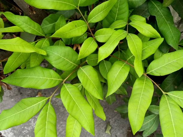 istock Close up of dragons eye fruit plant 1496279284