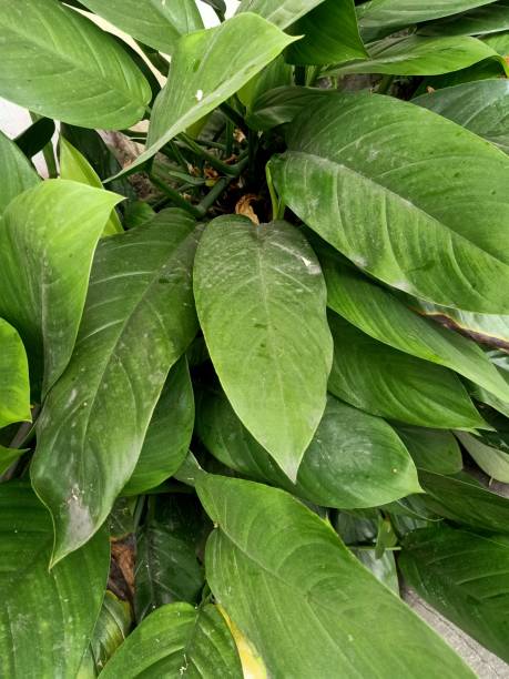 istock Close up of peace lily plant 1496279423