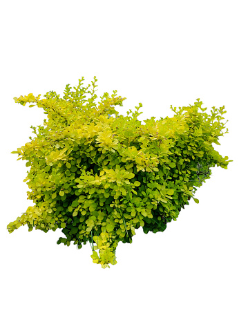Ligustrum sinense or Sunshine ligustrum, a small privet decorative shrub with bright yellow and lime leave isolated on white background.