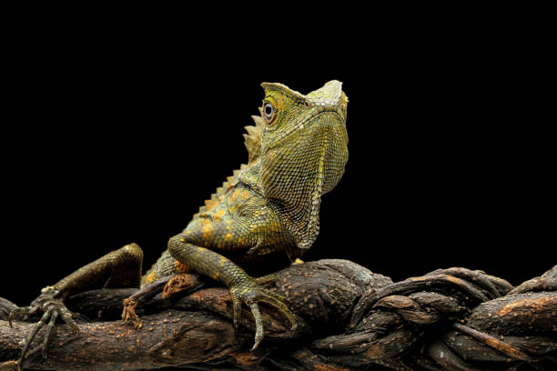 istock Forest dragon reptile on a branch 1496283614