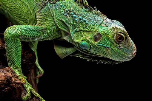 closeup head of green iguana, animal closeup