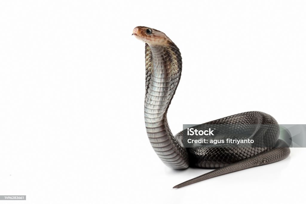 Java Cobra Animal Javanese Cobra Snake Stock Photo - Download Image Now - Aggression ...