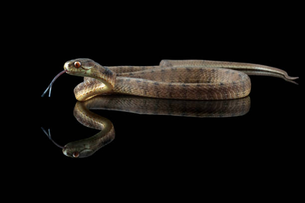 istock slug-eating snake isolated on black 1496283687