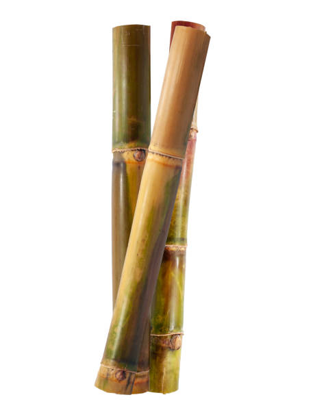 istock Single object of Sugar cane isolated on white background 1496284764