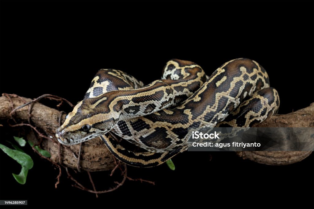 Molurus Python Molurus Bivittatus Isolated On Black Background Stock Photo ...