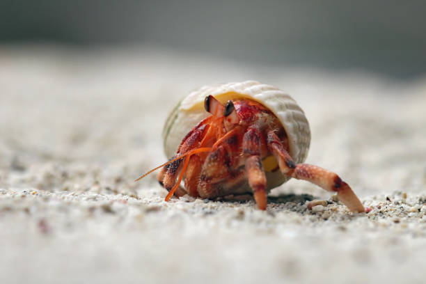 istock close-up of beautiful hermit crab 1496285956