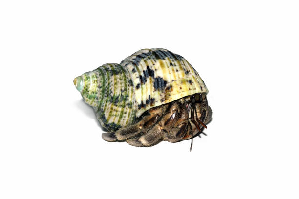 istock close-up of beautiful hermit crab 1496286881