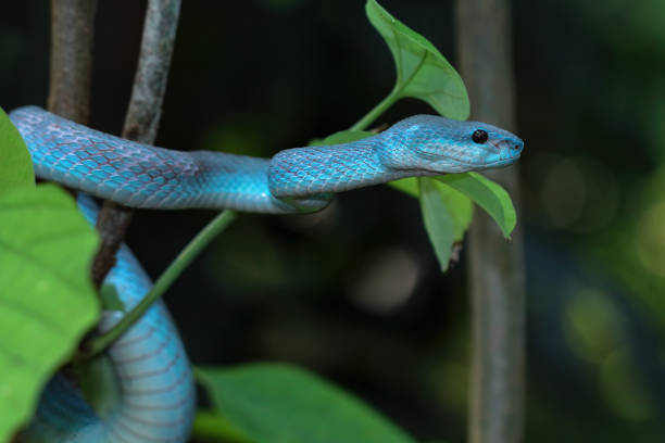 istock Blue viper snake closeup on branch 1496287066