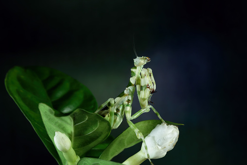 with black background, ribbon flower grasshopper