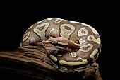 Ball python snake close up on branch