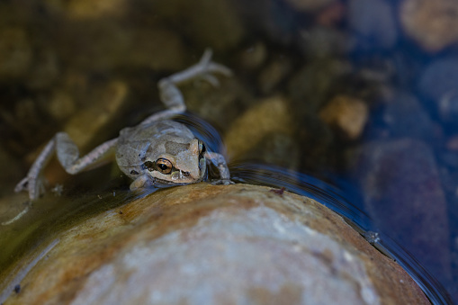 A closeup of an African Dwarf Frog swimming in the lake