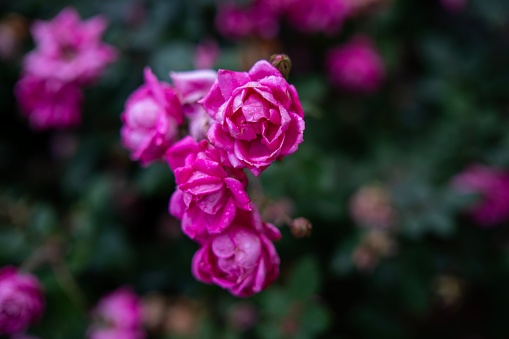 A close-up shot of a pink rose flower