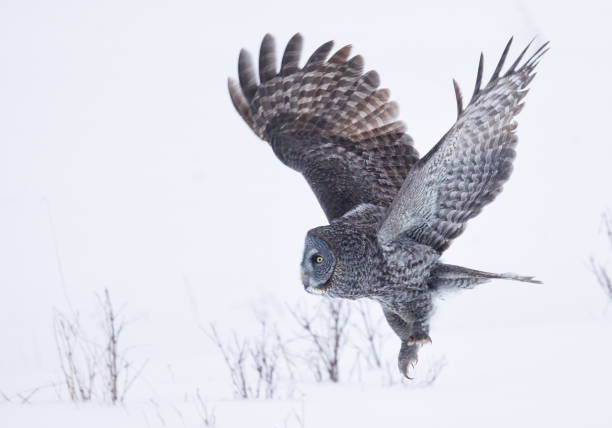 istock A great gray owl as it leaps into the air 1496287401