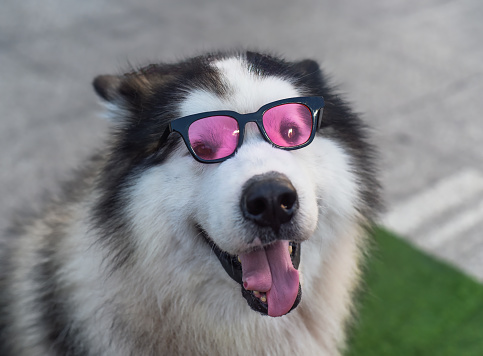Funny Husky dog in sunglasses sitting in Vietnam, Da Lat