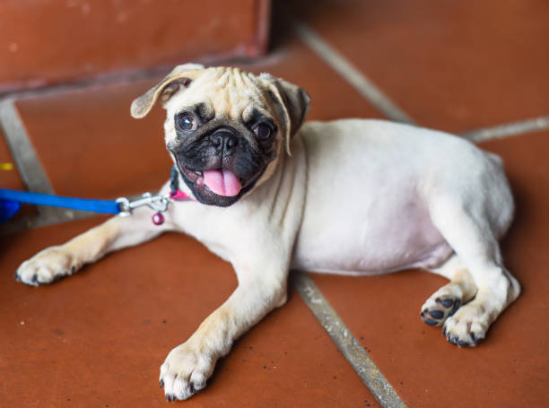 istock Little baby pug laying on the floor 1496287431