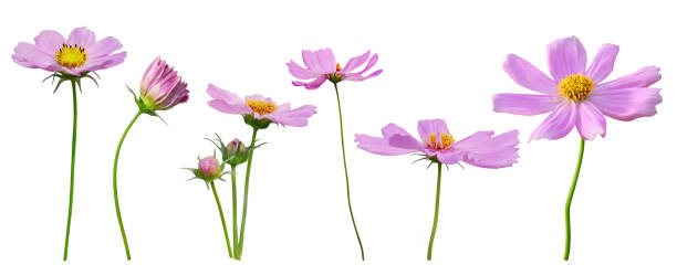 istock Pink cosmos flower blooming on white background 1496287523