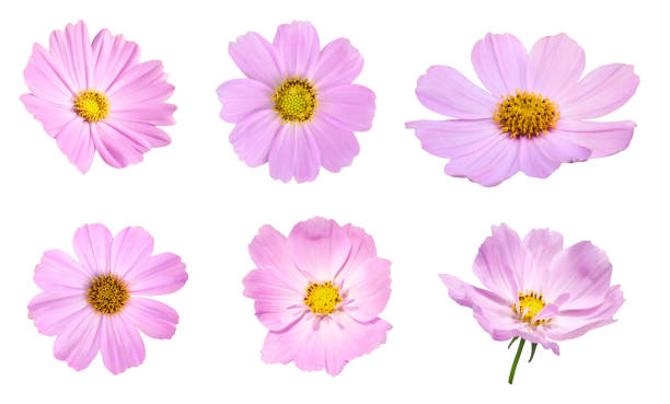 istock Pink cosmos flower blooming on white background 1496287526