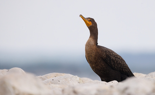 a double crested cormorant stands with its head up atop some rocks on a small island