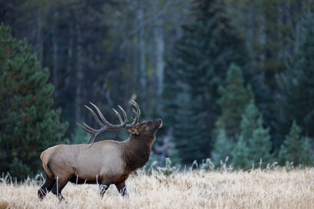 istock A bull elk bugling in a meadow in front of the forest 1496287559