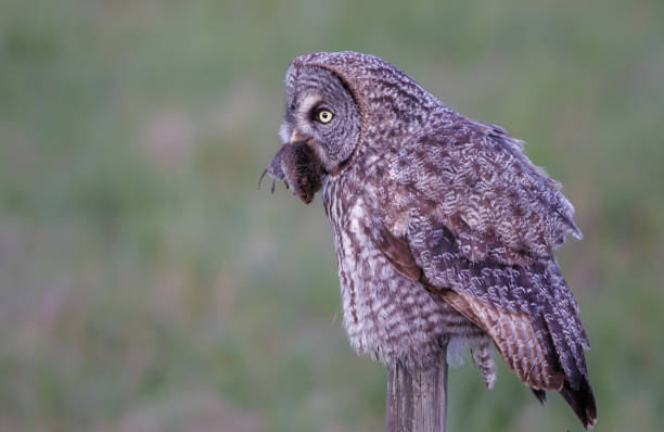 istock A great gray owl holds a vole in its beak 1496288267