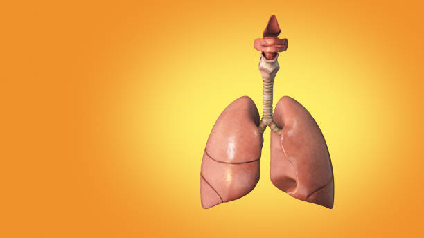 istock The medical structure of the lungs 1496288359