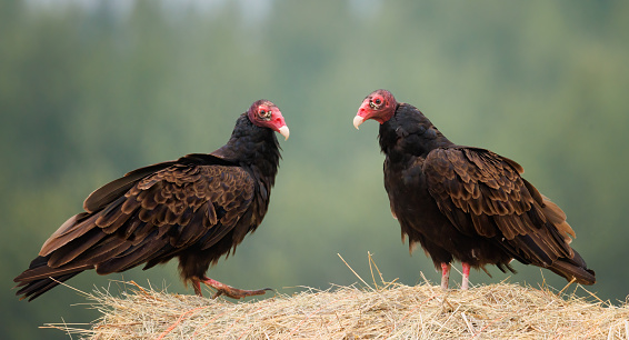 A pair of turkey vultures sit atop a hay bale looking at each other