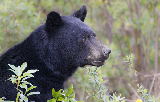 A black bear in profile as it emerges from the edge of a forest