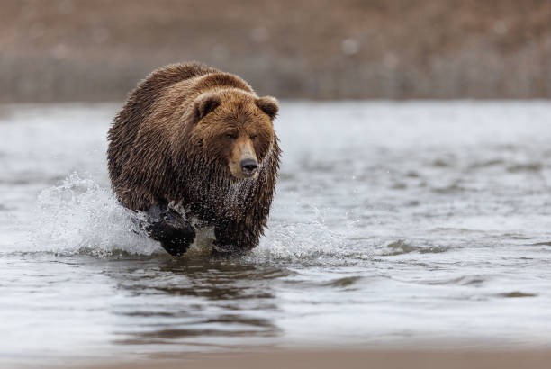 istock A coastal brown bear charges after a salmon in a stream 1496288533