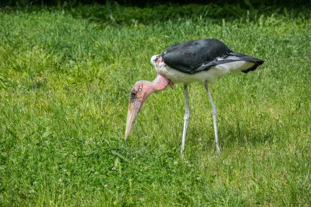 African marabu stork picking up the food African marabu stork picking up the food marabu stork stock pictures, royalty-free photos & images