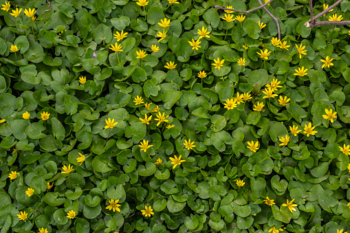 Ficaria verna, lesser celandine, pilewort or ranunculus ficaria yellow spring flowers close up. Spring background of flowers.