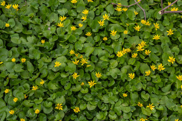 Ficaria verna, lesser celandine, pilewort or ranunculus ficaria yellow spring flowers close up. Spring background of flowers Ficaria verna, lesser celandine, pilewort or ranunculus ficaria yellow spring flowers close up. Spring background of flowers. ficaria verna stock pictures, royalty-free photos & images